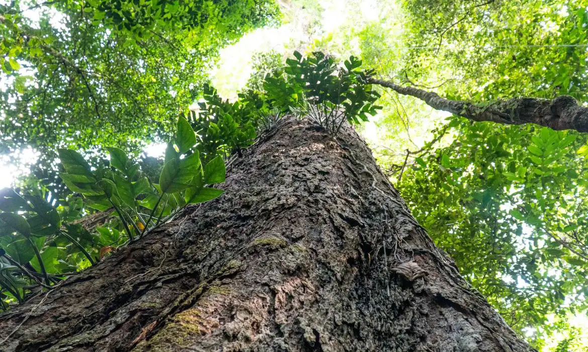 Agência Pará/Divulgação Baixo Amazonas (PA), 17/09/2022 - A árvore gigante da Amazônia brasileira, a quarta maior do mundo, está em território paraense: o angelim vermelho (Dinizia excelsa), com 88,5 metros de altura e 3,15 m de diâmetro, variando de 400 a 600 anos de existência, é encontrado na Unidade de Conservação Estadual de Uso Sustentável Floresta Estadual do Paru (Flota do Paru), na Região de Integração Baixo Amazonas, no oeste paraense. Foto: Agência Pará/Divulgação
